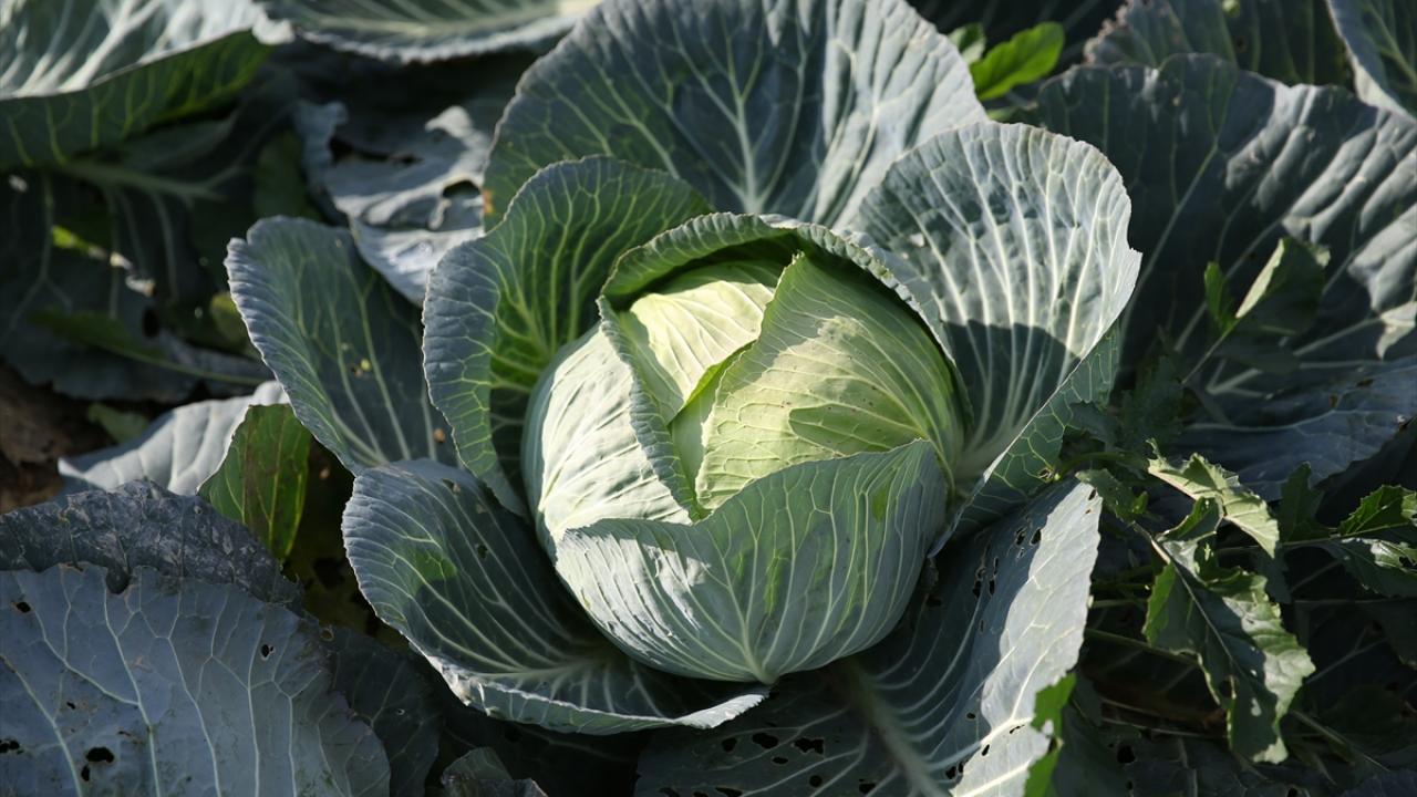 "Sarma, kapuska ve turşu yapımında oldukça lezzetli"