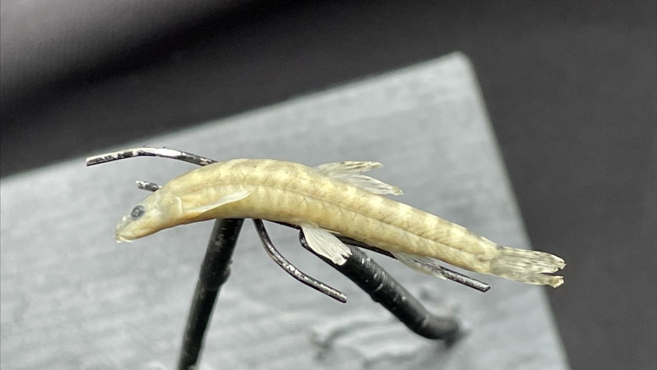 "İkinci adımda bu türü korumak istiyoruz"