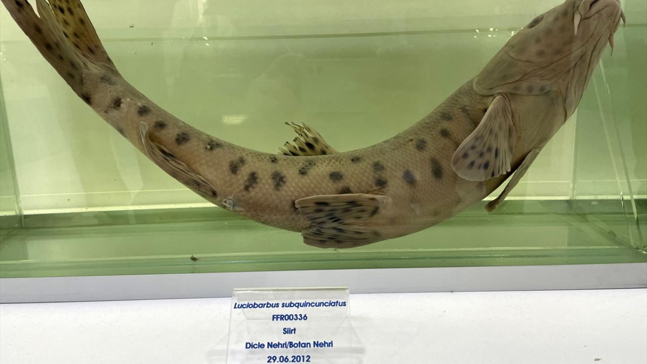 "Leopar sazanı uzun yıllardır kayıp"