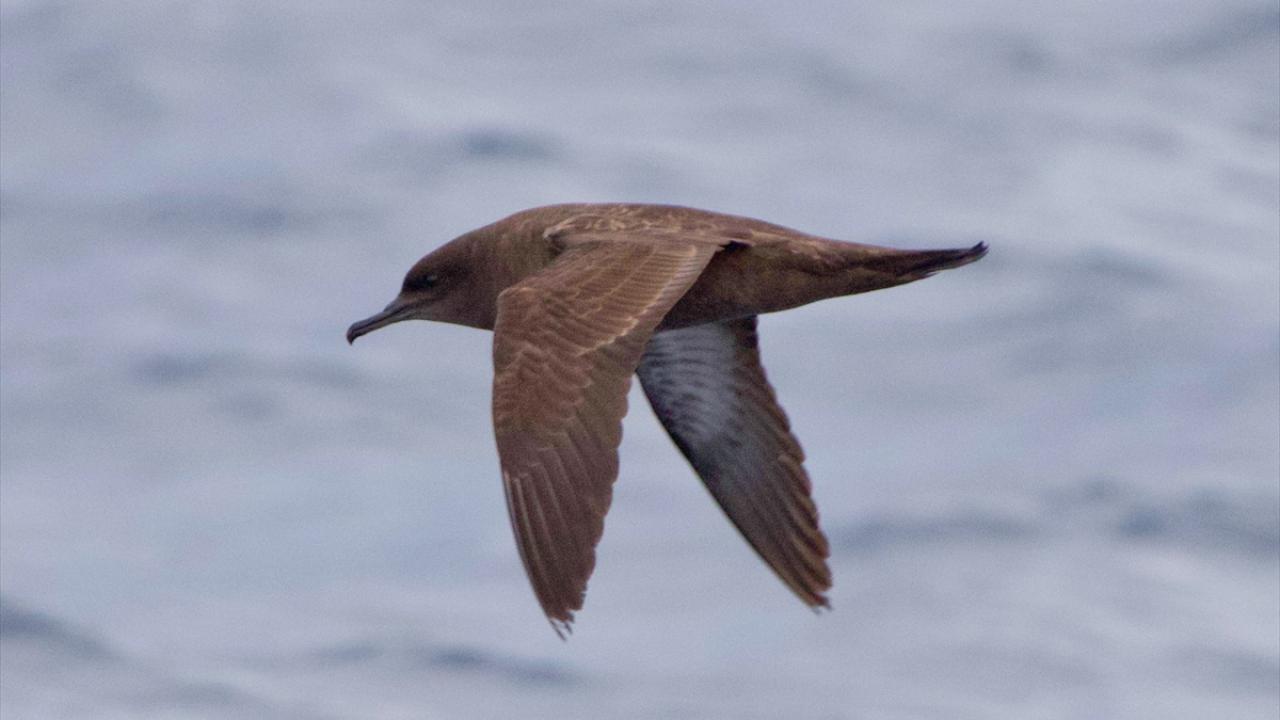 “6 tür daha bulursak 500`ncü türe ulaşacağız”