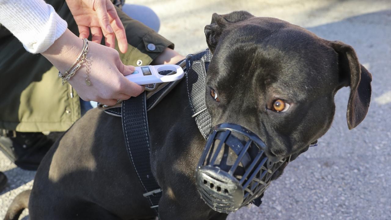 Yasak ırk köpekler ağızlıksız ve tasmasız dolaştırılamayacak