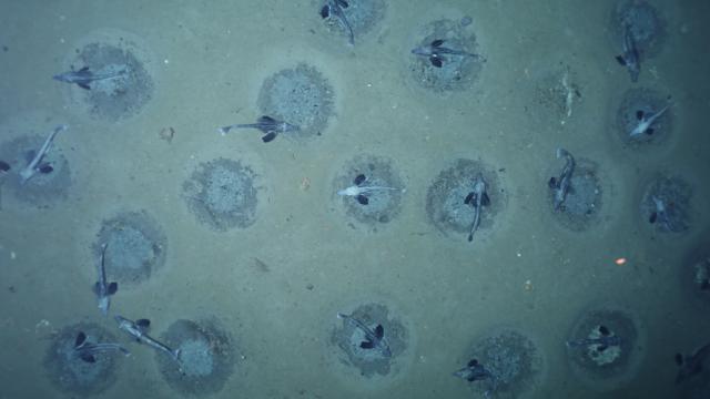 Antarktikada "dünyanın en büyük balık üreme kolonisi" keşfedildi