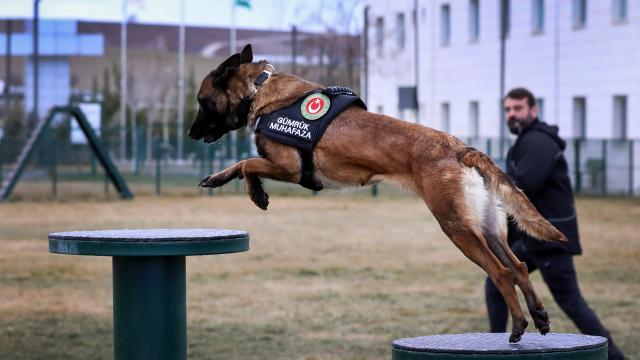 Av köpekleri ilk defa dedektör köpek olmaya hazırlanıyor