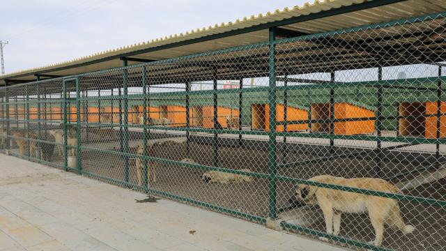 Diyarbakırda hayvan bakımevi yenilendi
