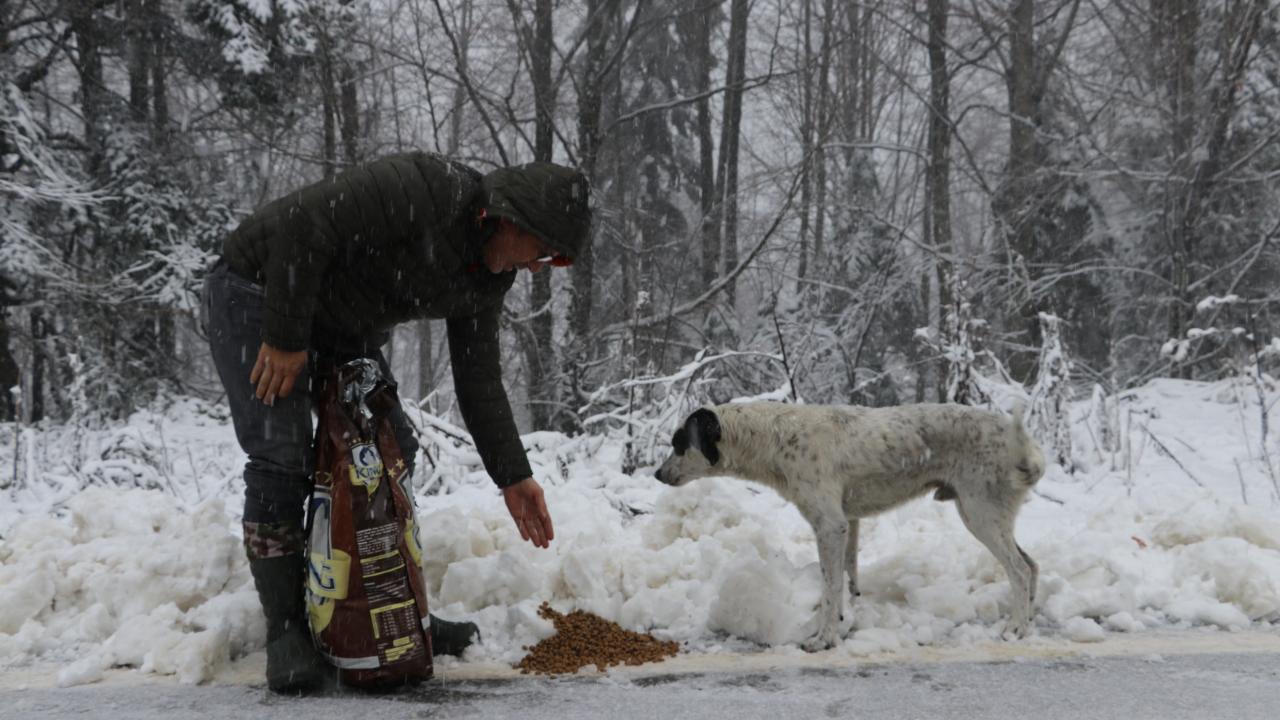 Sakarya'da hayvanseverler, sokak hayvanları için Çam Dağı'na yiyecek bıraktı