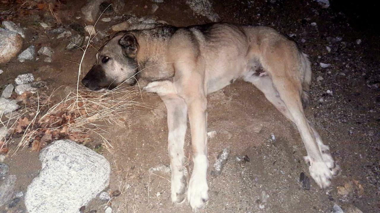 Sokak köpeğini av tüfeğiyle vuran kişiye 1286 TL ceza