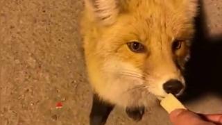 Aç kalan tilkiyi jandarma besledi