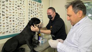 Yasaklı köpek ırklarının kayıt altına alınması için yarın son gün