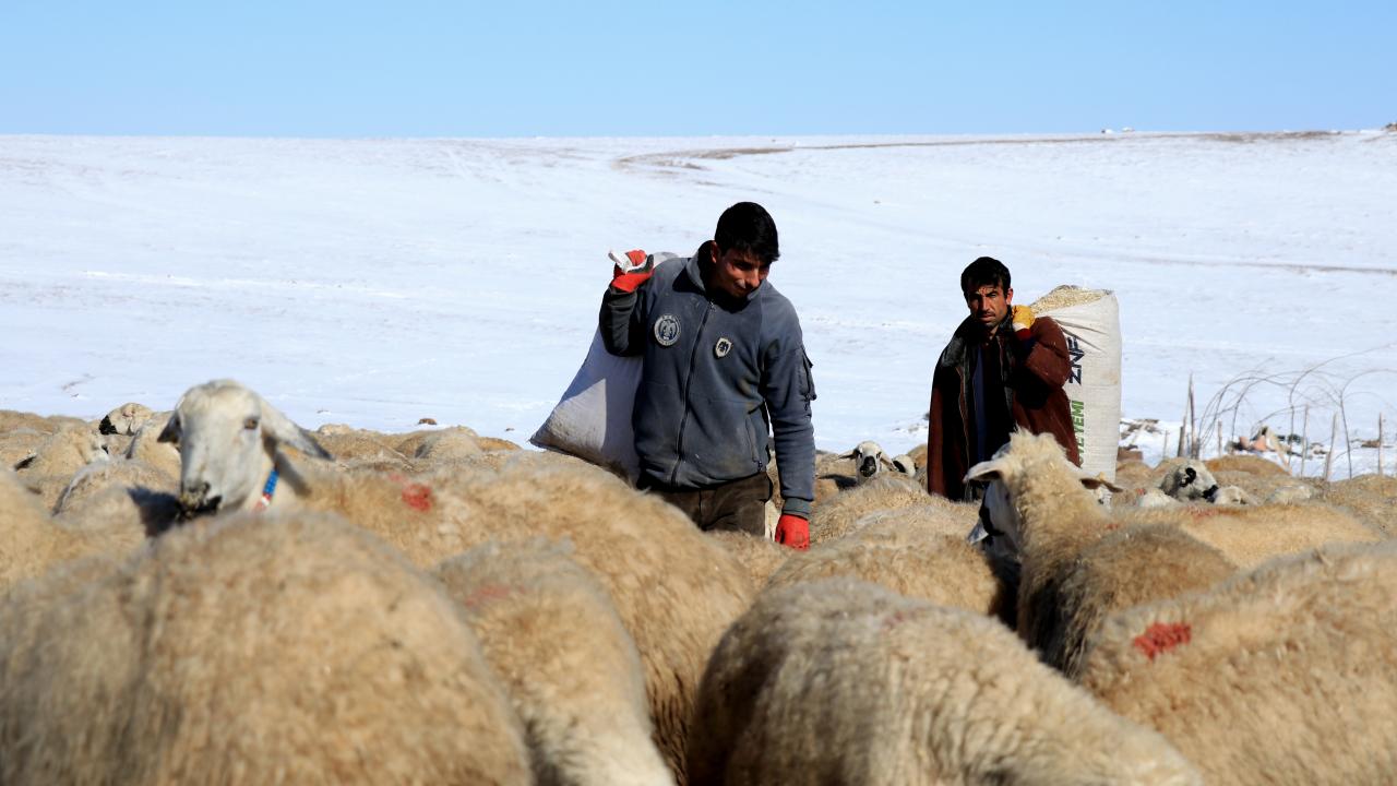 "Çoban istihdam desteği 5 bin liradan 6 bin liraya çıkarıldı"