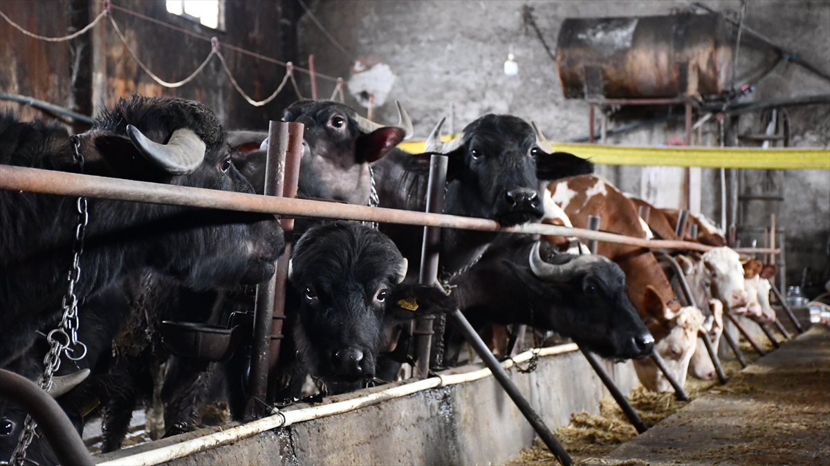 Proje kapsamında hayvan başına 850 lira destek veriliyor