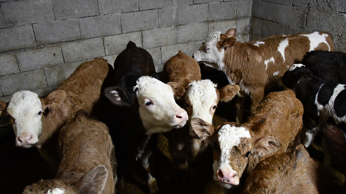 Yetiştiriciler verimden memnun