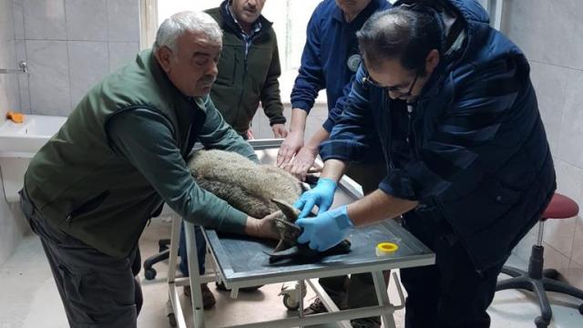Hatayda görme kaybı bulunan dağ keçisi tedavi edilip doğaya salındı