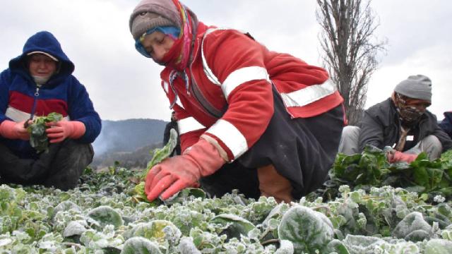 Günlük 45 ton ıspanak hasat ediyorlar