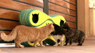 Mısır'da bir hayvansever mobil barınak üretti