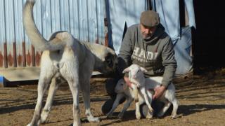 Kangal köpeği 'Bebu'dan kuzulara anne şefkati