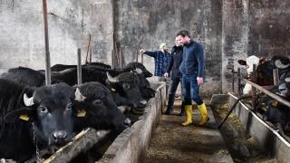 Islah projesiyle manda sayısı 4 katına çıktı