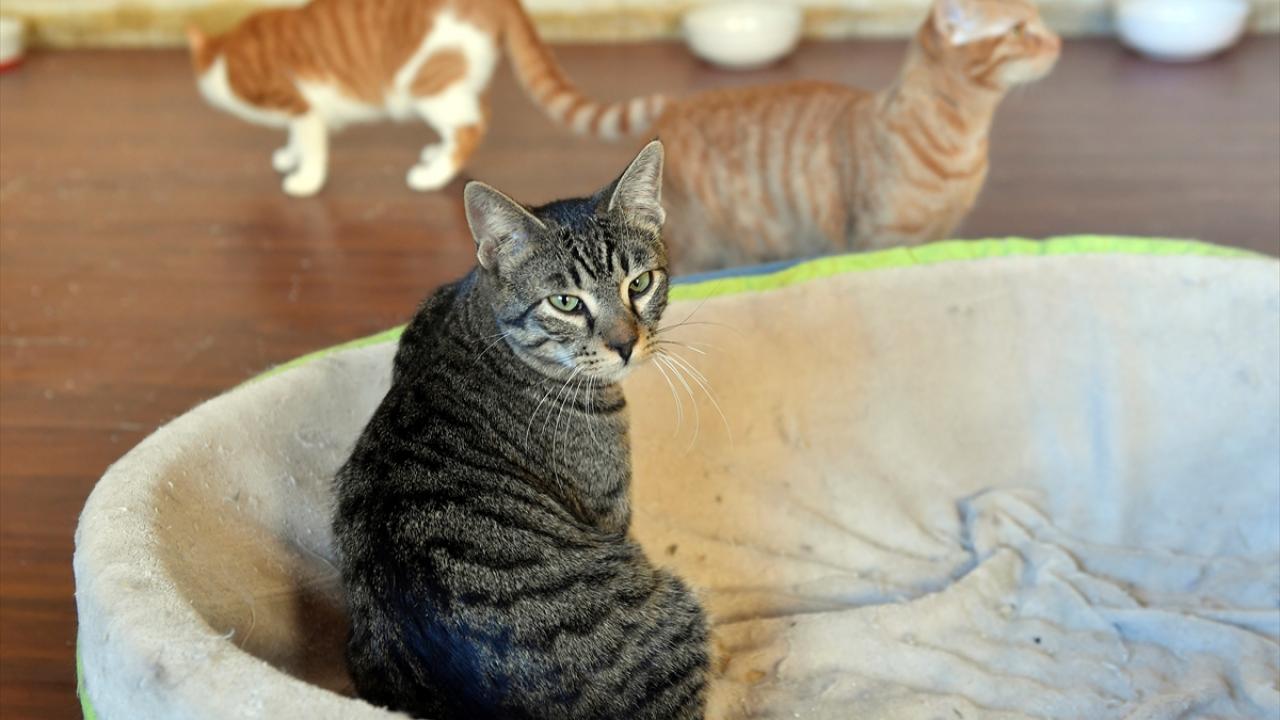 Sokağa bırakılan hayvanların sayısında ciddi artış var