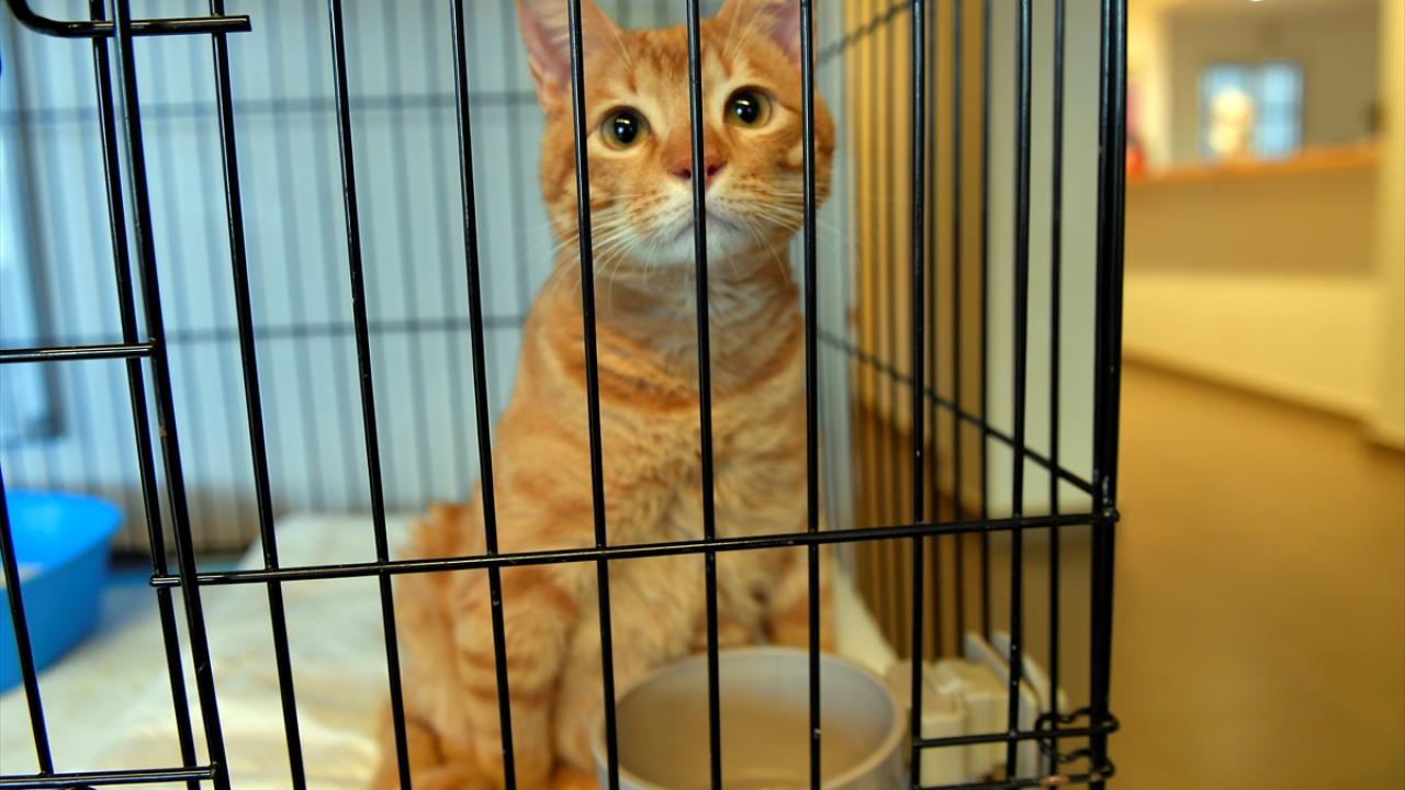 Çağrı merkezini arayanların çoğu hayvanlarını teslim etmek istiyor