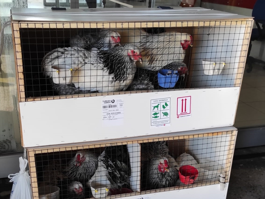 "Bu hayvanların fiyatları 500 dolara kadar çıkabiliyor"