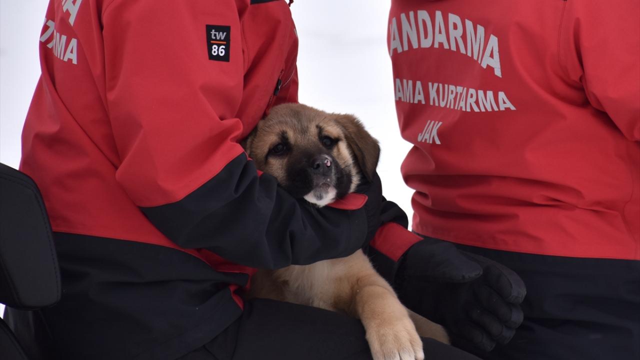 "Hayvanlarımız için gerekeni yapmaya çalışıyoruz"