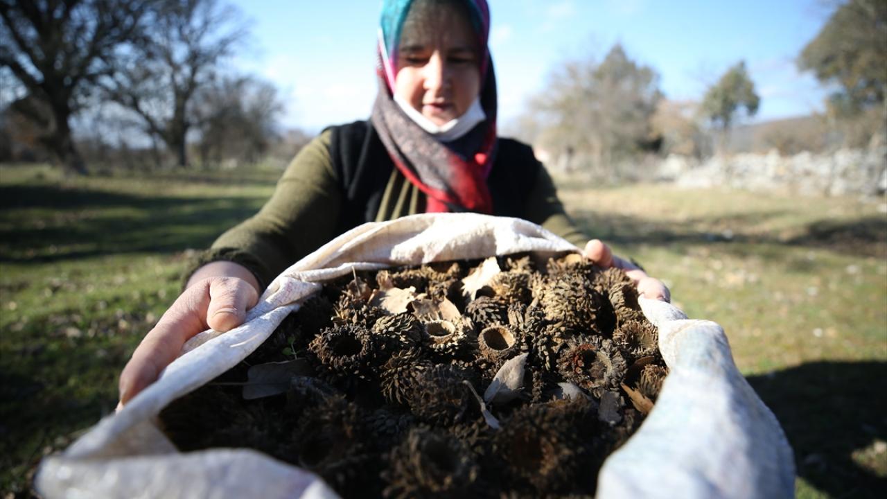 "Meşe kozalakları köylüye ciddi katkı sağladı"