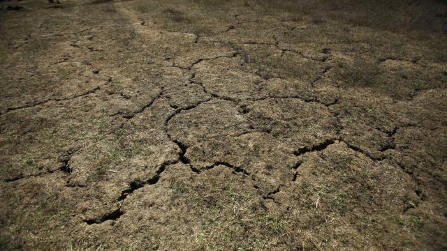 BM: Afrika Boynuzunda milyonlarca kişi şiddetli kuraklıkla karşı karşıya