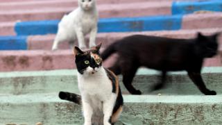 Lübnan'daki ekonomik kriz evcil hayvanları da vurdu