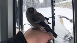 Karlı yolları açan greyder operatörü, donmak üzereyken bulduğu kuşu kurtardı