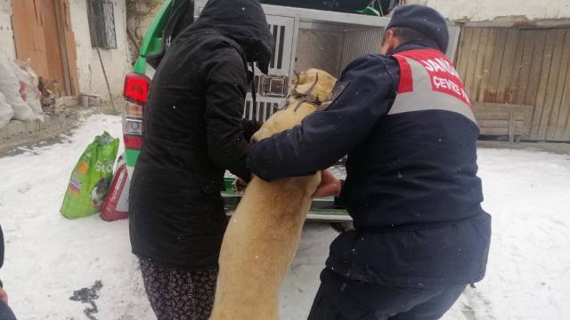 Köpeği tüfekle vurduğu iddia edilen kişi hakkında yasal işlem başlatıldı