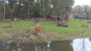 İzmir Doğal Yaşam Parkı'ndaki hayvanlara kışa özel bakım
