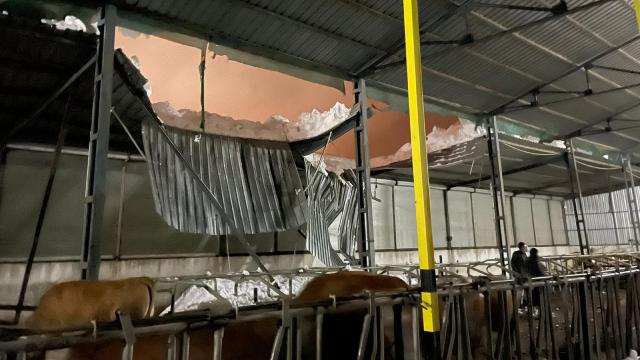 Adıyamanda çatısı çöken çiftlikteki 22 büyükbaş telef oldu