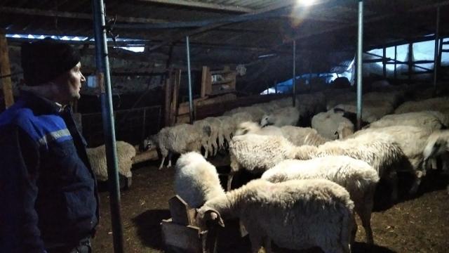 Çatısı çöken ağıldaki 100 koyun kurtarıldı