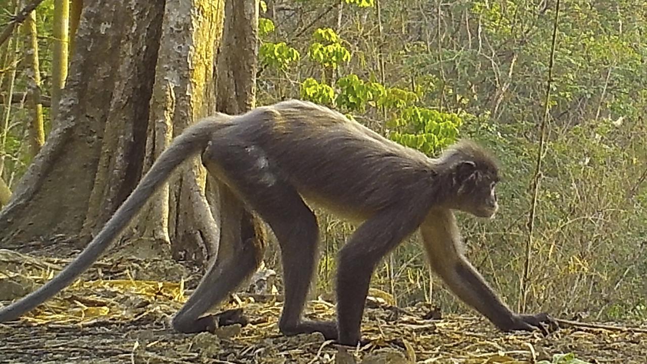 POPA LANGUR