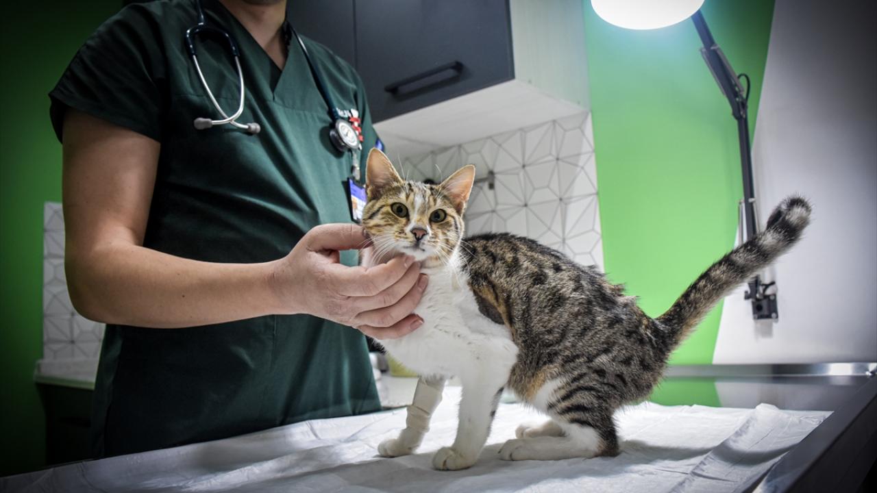 FIP ile COVID-19`un ilişkisi yok