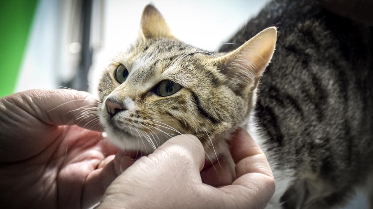 "Hastalık ıslak ve kuru olarak 2 forma ayrılıyor"