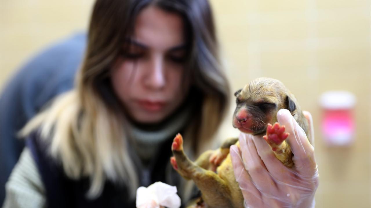 "Donmak üzereydiler"