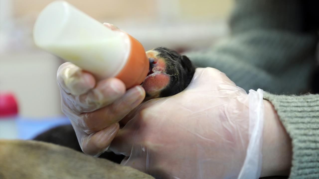 "Özel bebek mamalarıyla besliyoruz"