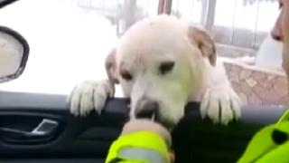 Polis aracının camına gelen köpeği elleriyle besledi