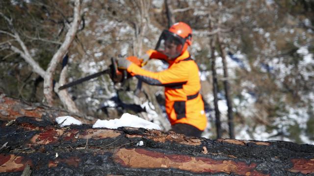 14 hektar orman alanı tohumlarla yeşerecek
