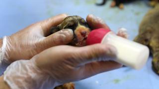 Donmaktan kurtardıkları köpek yavrularına "bebek" gibi bakıyorlar