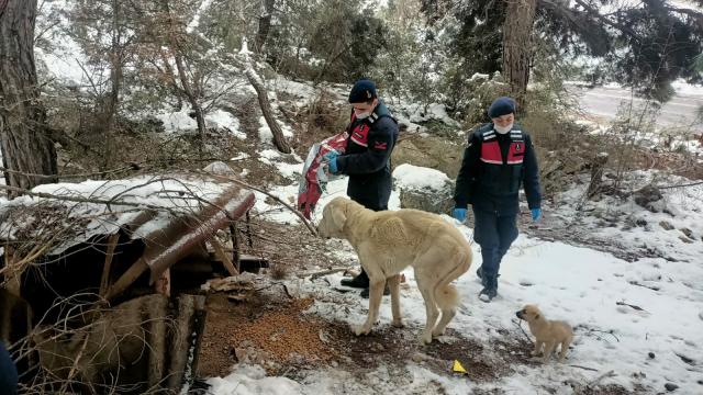 Osmanelinde jandarma sokak hayvanlarını unutmadı