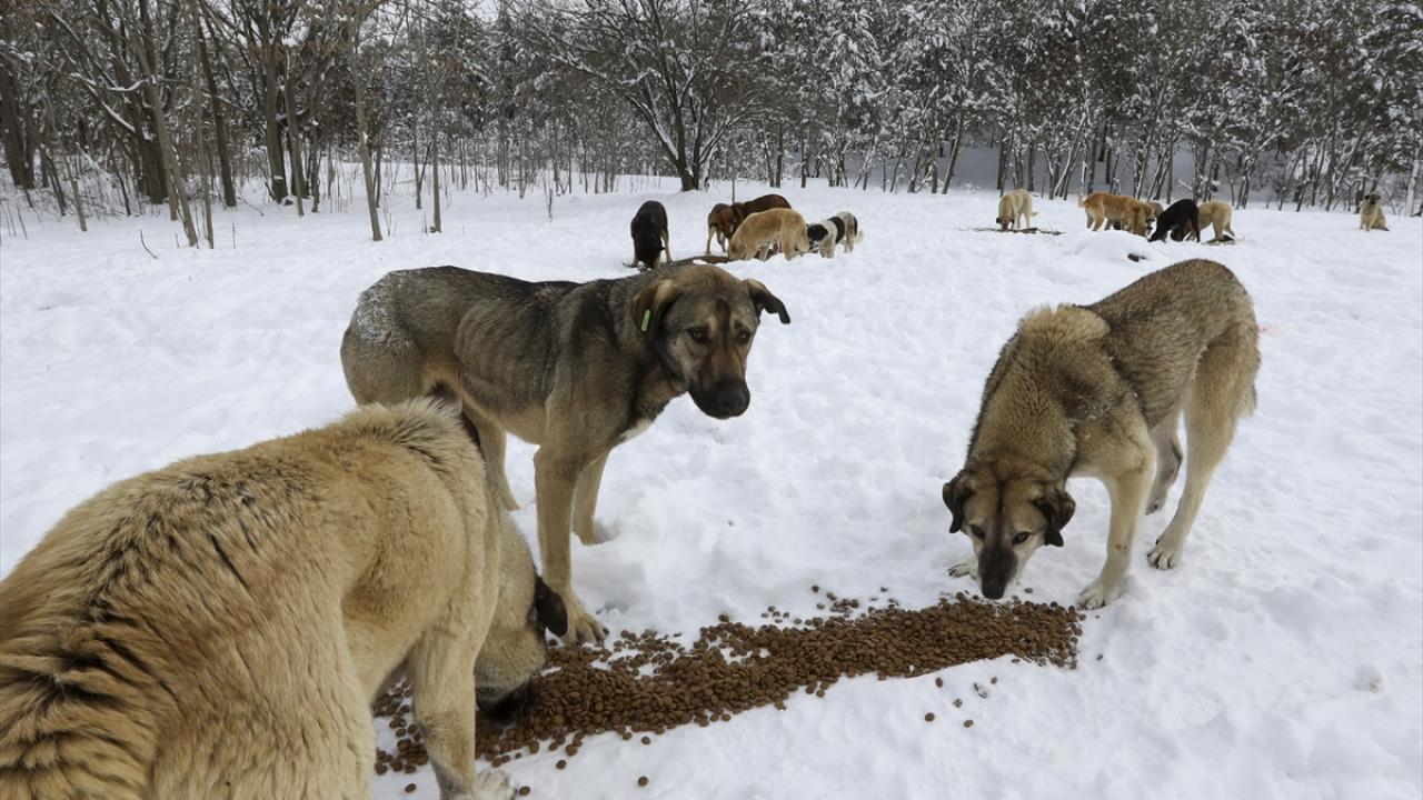 “Soğuk havadan korunmak için araç motorlarına sığınıyorlar”