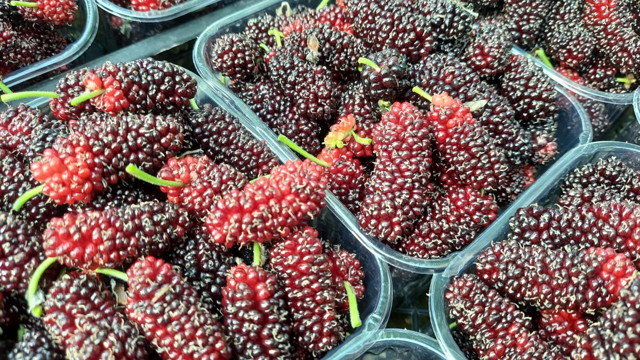 "Türkiye`nin tarım ve ihracatına büyük katkı sunan kentiz"