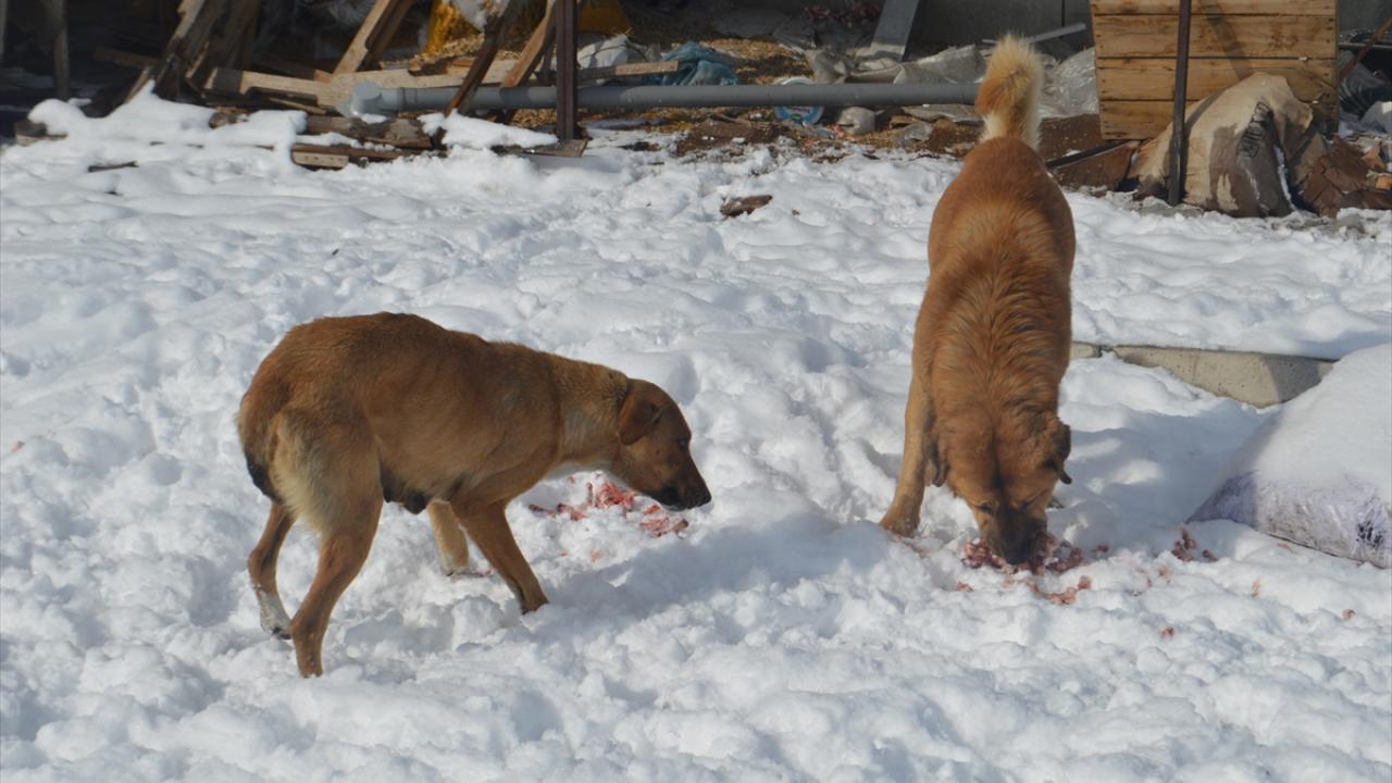 “Hayvanseverler bana yardımcı oluyor”