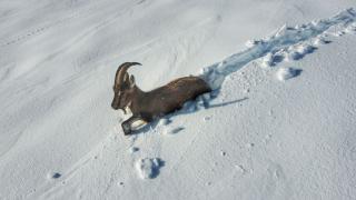 Tunceli'de karda mahsur kalan yaban keçisi kurtarıldı