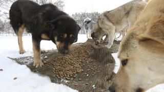 Yaz-kış demeden "can dostları"nın imdadına yetişiyorlar