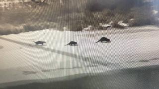 Su samuru ailesi alabalık tesisinde balık avladı