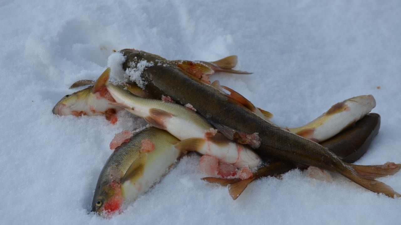 "Buz gibi hava bizi etkiliyor"