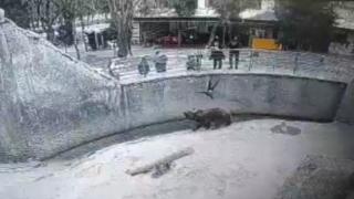 Çocuğunu ayının önüne attı