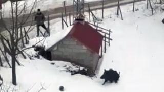 Domuzdan kaçan genç otomobilin üzerine çıktı